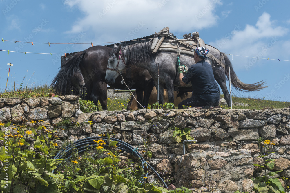 Fototapeta premium Man with his mountain horses at Eho hut. The horses serve to transport supplies from and to the hut.