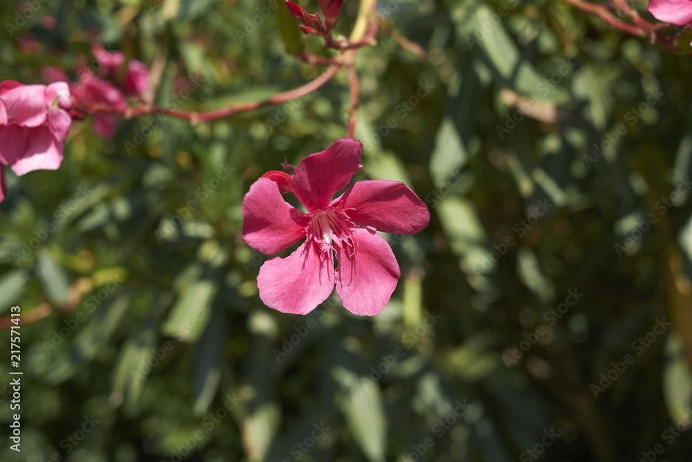 Oleander red flowers Oleander red flowers