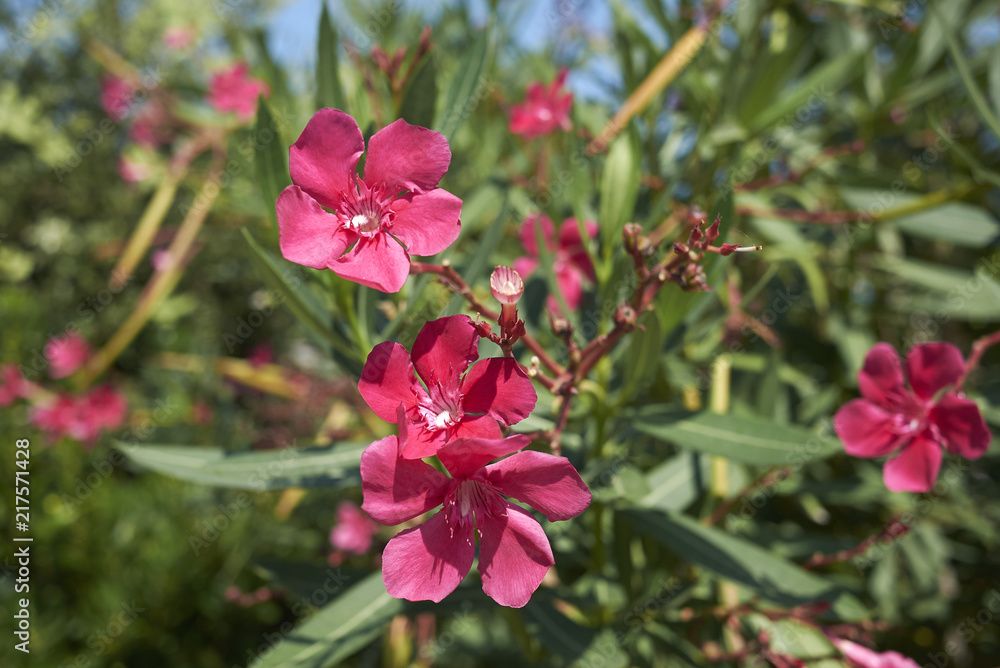 Oleander red flowers Oleander red flowers