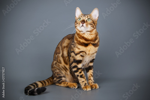 Studio photography of a bengal cat on colored backgrounds