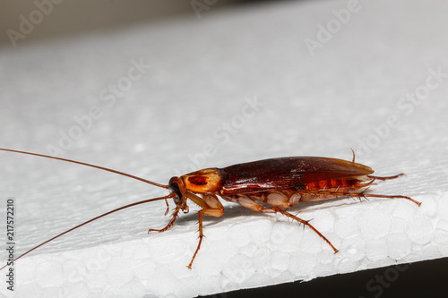 Cockroach brown walk on Foam sheet white © chaphot