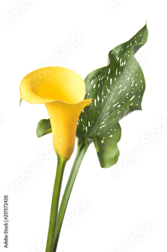 Single yellow calla flower isolated on white background photo