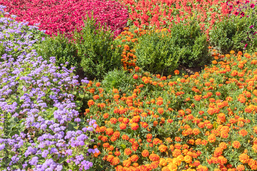 Floral background. Colorful flower bed in city design