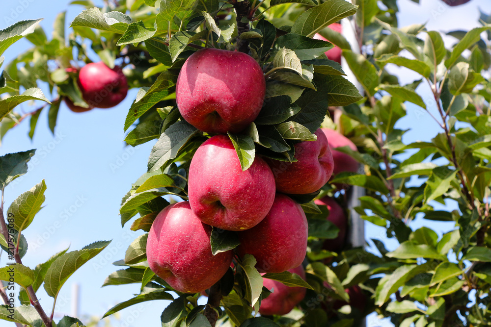 Apples hanging in orchard Apples hanging in orchard