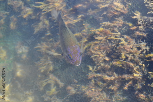 Peixe nos Corais