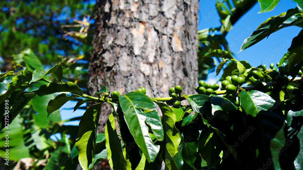 Green coffee beans on a tree in Vietnam Da Lat Green coffee beans on a tree in Vietnam Da Lat
