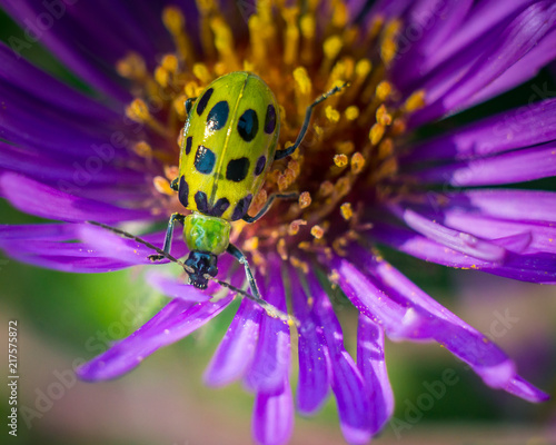 green insect on yellow flower