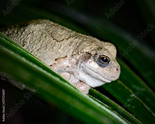 Albino macro frog