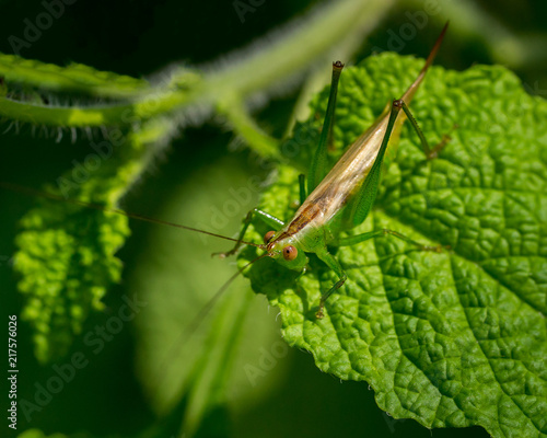 Cross-eyed Grasshopper