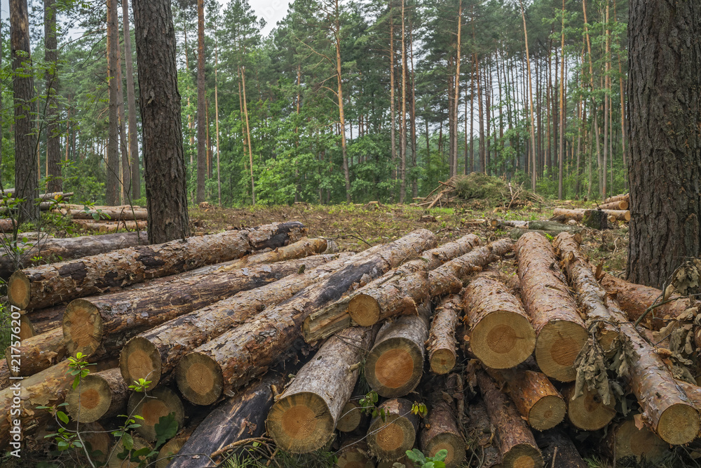Deforestation concept. Stumps, logs and branches of tree after cutting down forest Deforestation concept. Stumps, logs and branches of tree after cutting down forest