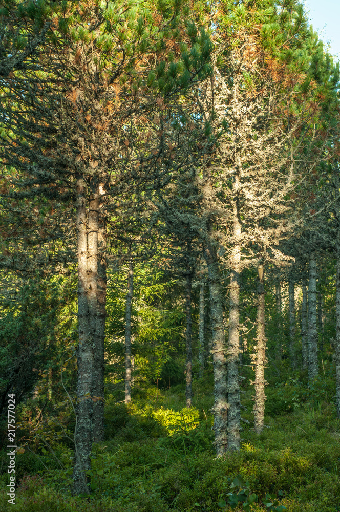 Obraz premium Dry fir trees in the forest, summer, Carpathian mountains 10