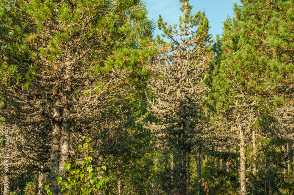 Obraz premium Dry fir trees in the forest, summer, Carpathian mountains 11