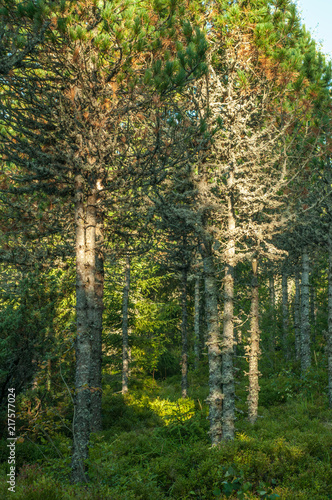 Dry fir trees in the forest  summer  Carpathian mountains 10