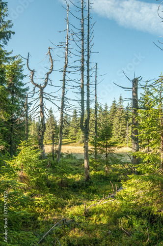 Dry fir trees in the forest, summer, Carpathian mountains 3