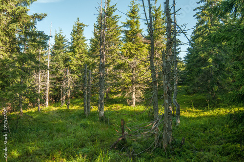 Dry fir trees in the forest, summer, Carpathian mountains 2