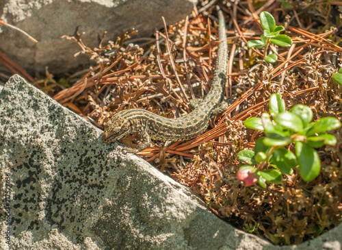 Lizard on the rocks covered with moss 4