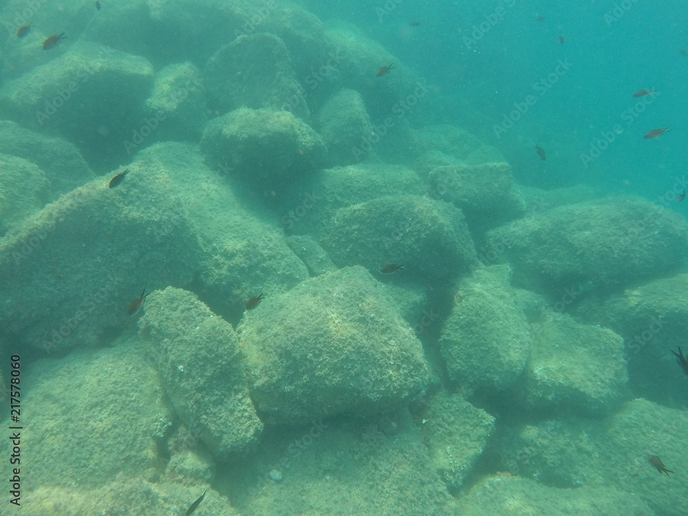 Obraz premium fishswarm