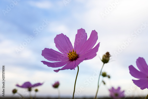 Cosmos flower against the sky