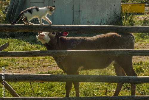 Calf with a cat in the village 1