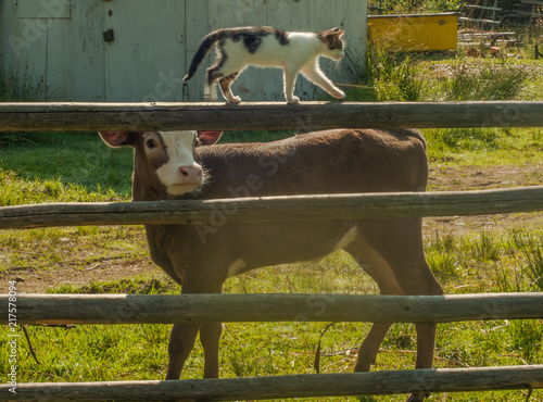 Calf with a cat in the village