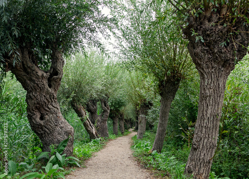 winding path with rows of pollard willow trees, Rhoonse Grienden, Albrantswaard, The Netherlands
