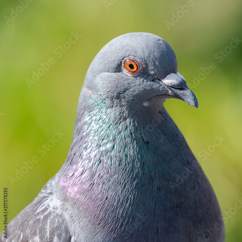 close-up image of a rock dove, pigeon, paloma bravia, pigeon eye, dove eye photo