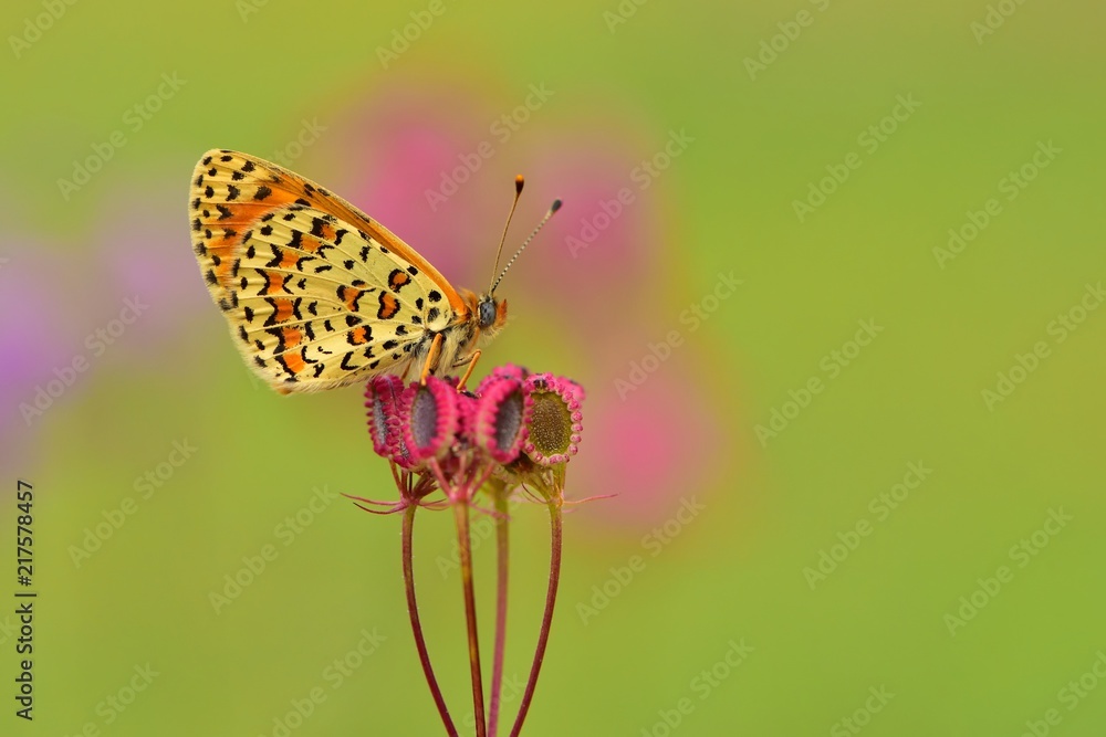Obraz premium Melitaea trivia 423