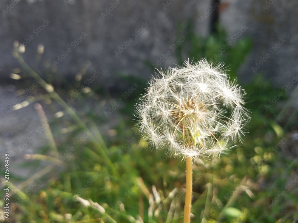 Dandelion In Spring