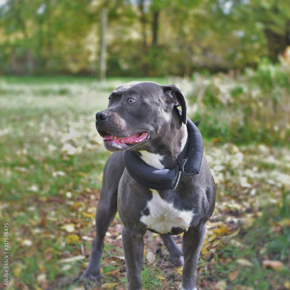 Black Pit Bull Outside 