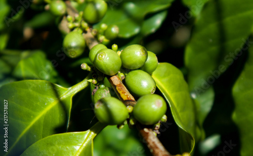 Green coffee beans on a tree in Vietnam Da Lat