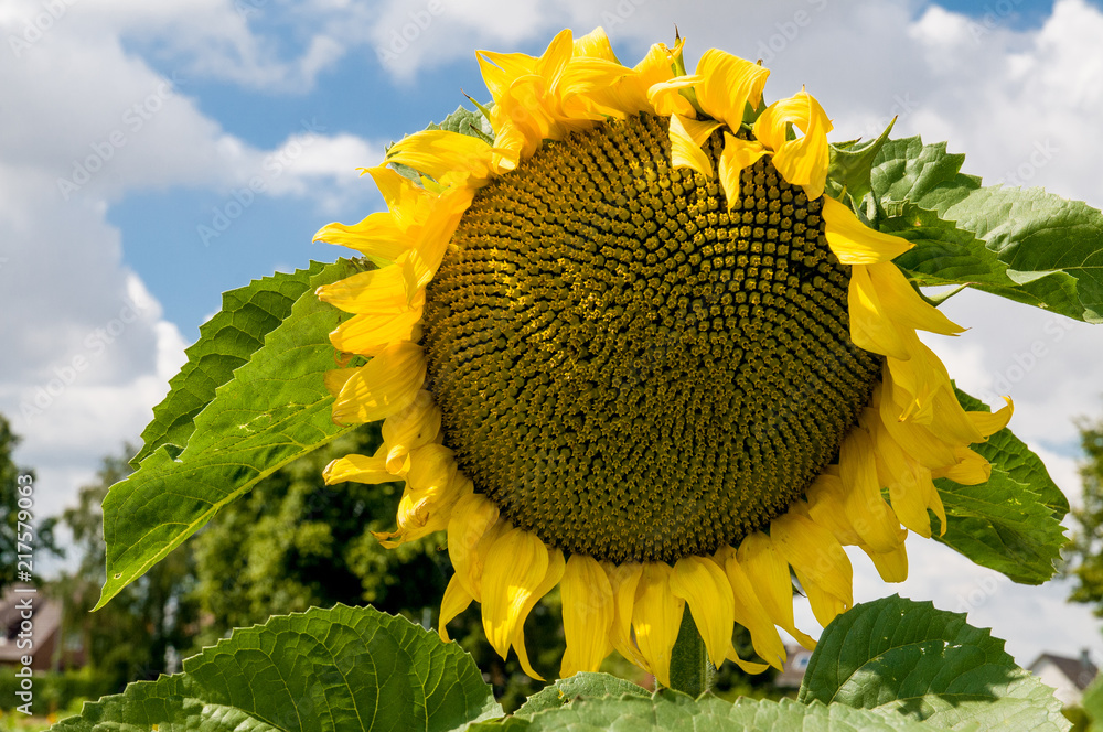 Obraz premium Sonnenblume mit blauen Himmel und Wolken als Hintergrund am sonnigen Tag