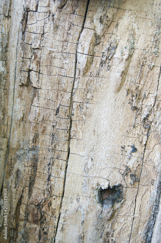 Wood tree background texture