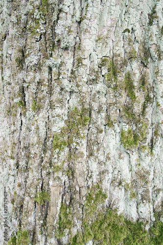 bark tree wood background
