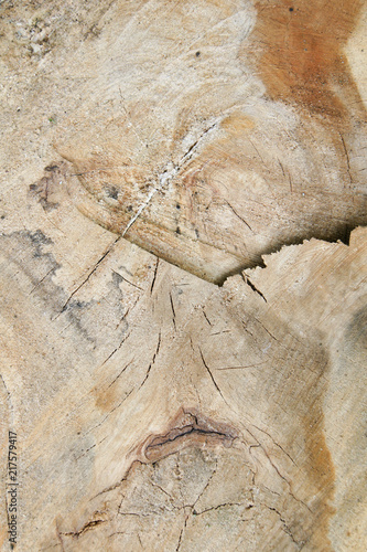 Stump background texture