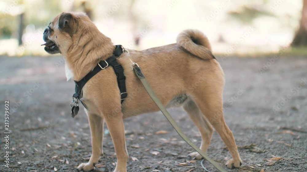 Slow motion shot a pug mix chihuahua standing outside during summer turning his head. Slow motion shot a pug mix chihuahua standing outside during summer turning his head.
