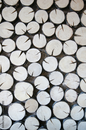 Wood texture tree background