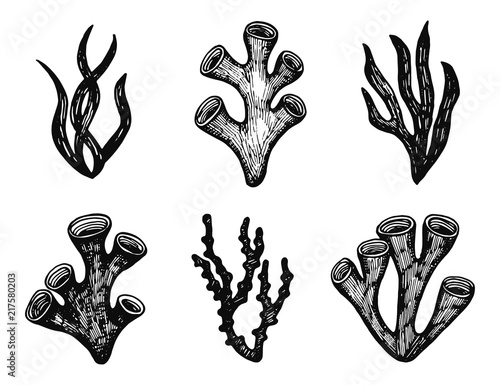 algae set of isolated isolated objects. marine plants