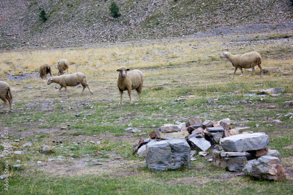 Sheeps and Rocks at Alpes-de-Haute-Provence, France Sheeps and Rocks at Alpes-de-Haute-Provence, France