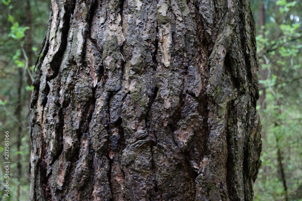 amazing trees amazing trees