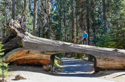 hiker climbing the Tunnel Log in Sequoia National Park, California, USA