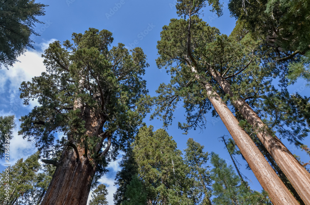 Fototapeta premium canopy of giant sequoias (Sequoiadendron giganteum) in Grant Grove Sequoia National Park, California, USA