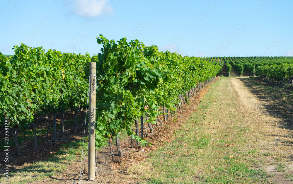 weinreben in rheinhessen