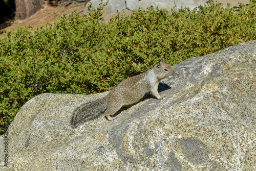 California ground squirrel (Otospermophilus beecheyi) in Yosemite National Park