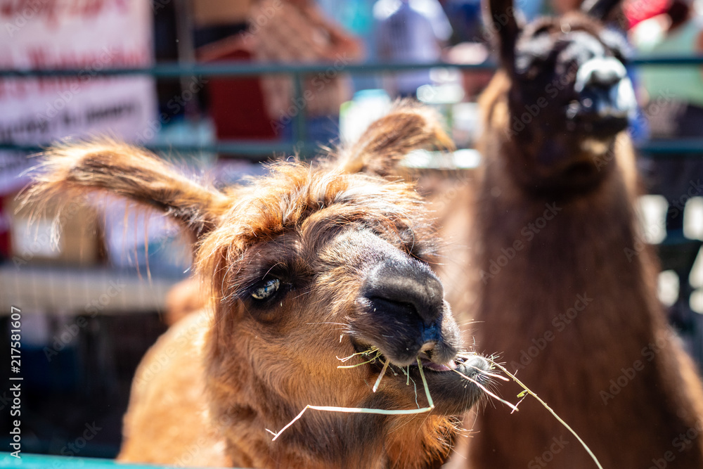 Obraz premium Cindy Lyn & Cynthia Alpacas