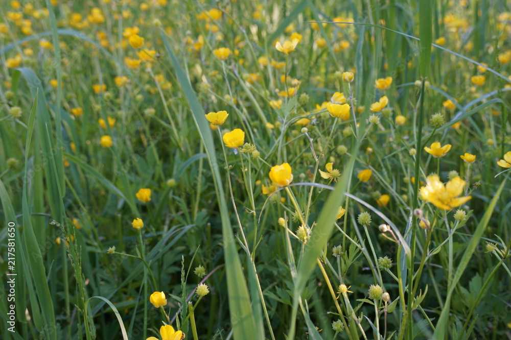 Obraz premium forest beauty