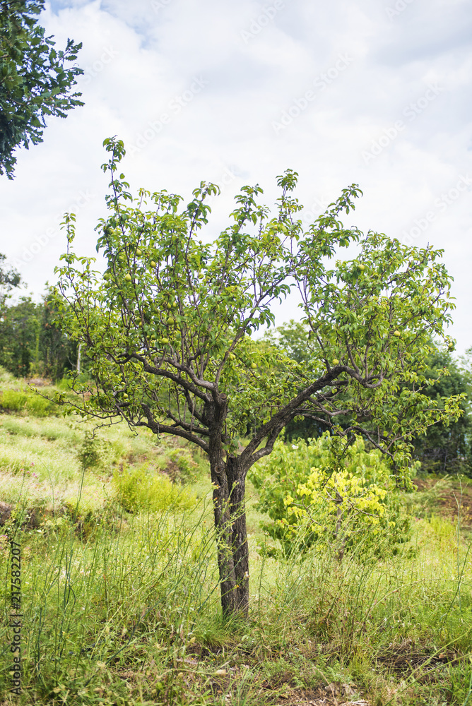 Fototapeta premium pear tree on the slopes of the Etna volcano