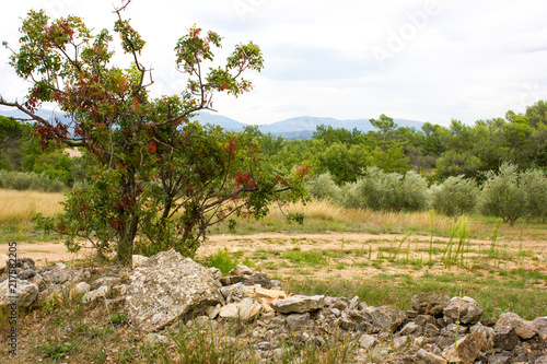 Dried Landscape, Provence France
