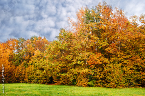 birch grove on an autumn day