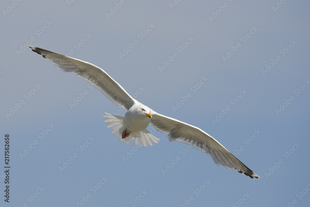 Fototapeta premium European Herring Gull (Larus argentatus)