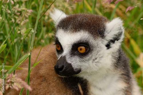 Close up of a ring tailed lemur (lemur catta) in the long grass photo